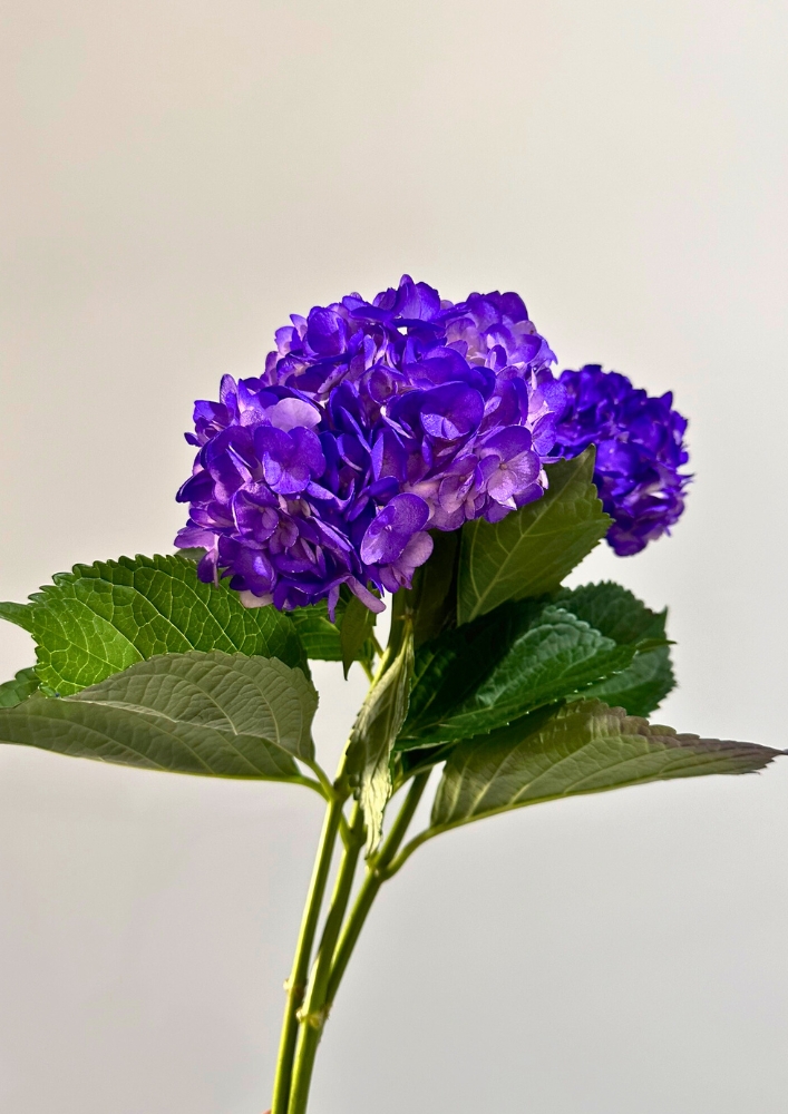 Hortensia Select Tint. Purple  60cm 15/16