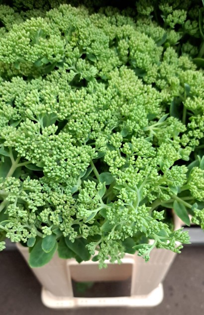 Sedum Hol. Spectabile 55cm "T25" (Apertura 1-2)