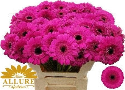 Gerbera Mini Hol. Boost Fu. "T20"
