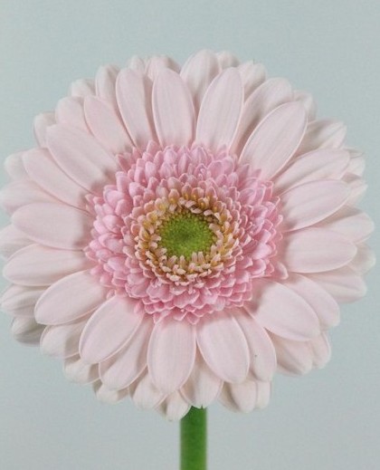 Gerbera Mini Hol. Bridal Kimsey Rs "T20"