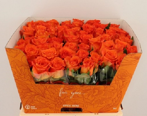 Rosa Hol. Kingsday+ 50cm x10 Nj.