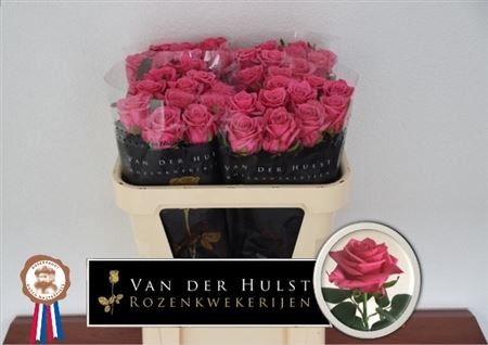 Rosa Hol. Kiss Me Kate 50cm Fres. A2