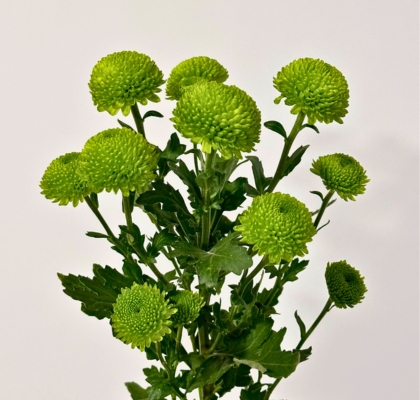 Margarita Nac. Deligreen 75gr