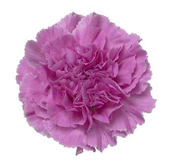 Clavel Col. Fancy Lavanda "T25"