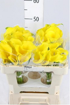 Calla Captain Solo 55cm Amarilla