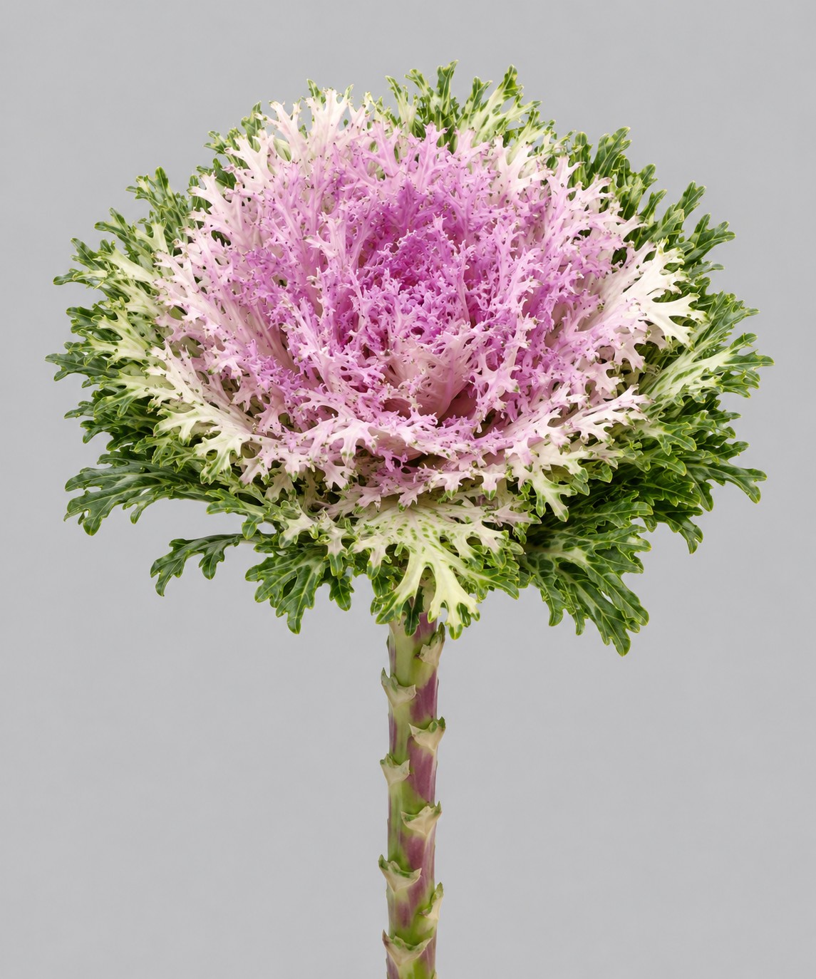 Brassica Hol. Crane King 60cm