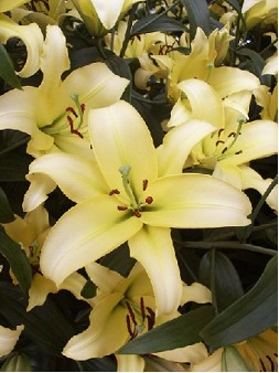 Oriental Hol. Am. Yellow Strike 90cm 4/5 flores