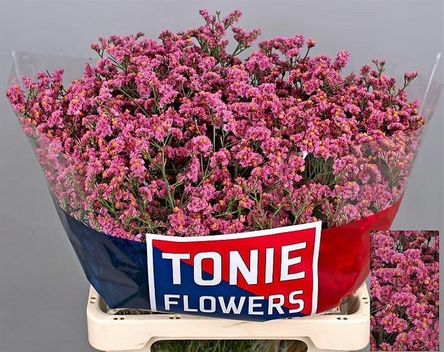 Limonium Hol. Princess Diamond 70cm 30gr "T25" Rs