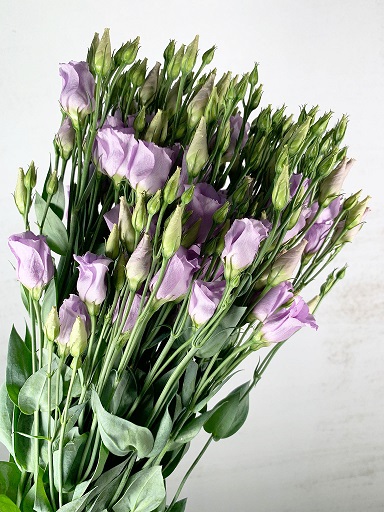 Lisiantus Hol. E Picco Lavanda 70cm 55gr "T10"