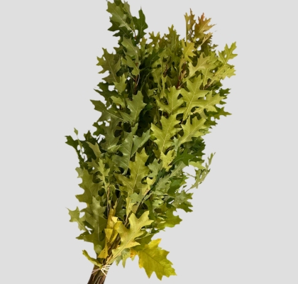 Roble Hol. Palustra Natural 60cm