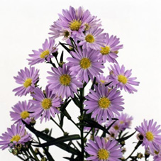Aster Hol. Cassandra 80cm 50gr "T25"
