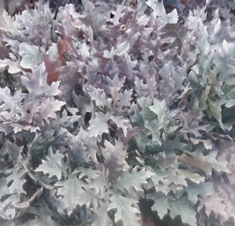 Roble Hol. Ov. Blanco 80cm Pintado