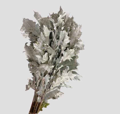 Roble Hol. Palustra Blanco 80cm Pintado
