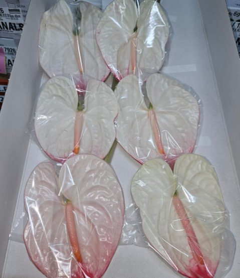 Anthurium Hol. Lybra Bic. 13  "CC12"