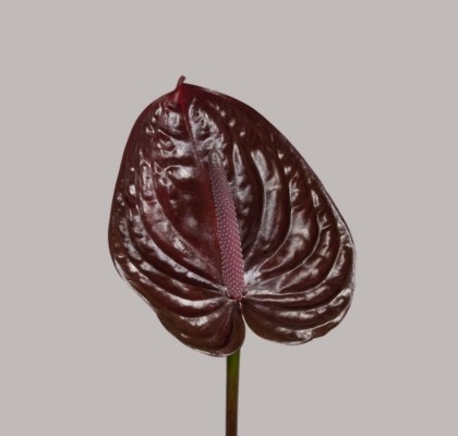 Anthurium Hol. Nero "�13 " CC12"