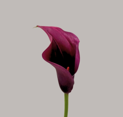 Calla Captain Promise 65cm