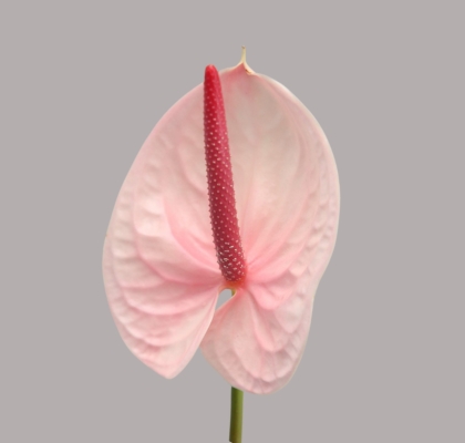 Anthurium Hol. Lunette x16