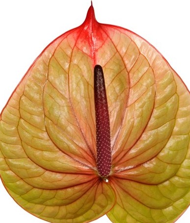 Anthurium Hol. Tequila x12 Bicolor