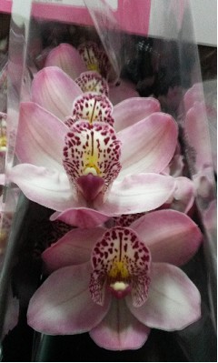 Cymb Mini Irene Rosa 60cm