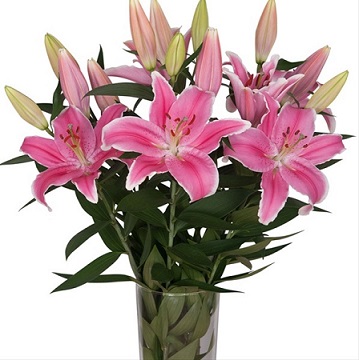 Oriental Hol. Rs. Marlon 100cm 3 flores