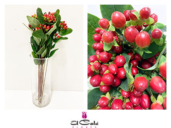 Hypericum Ecu. True Romance 40cm "T25"