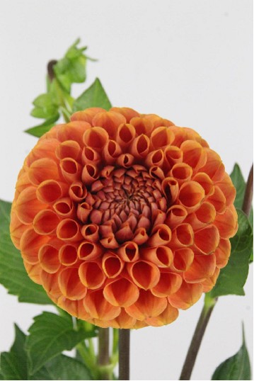 Dalia Hol. Cornel Bronze 50cm