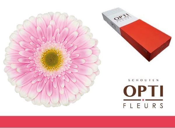 Gerbera Hol. Maxime Rs. "T25"