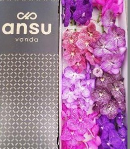 Vanda Caja Mixta x8-Tallos