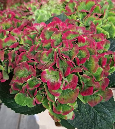 Hortensia Hol. Amethyst Classic 60cm  15/18 Bic.