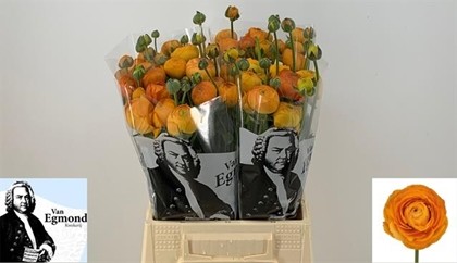 Ranunculos Hol. El Orange 40cm 30gr
