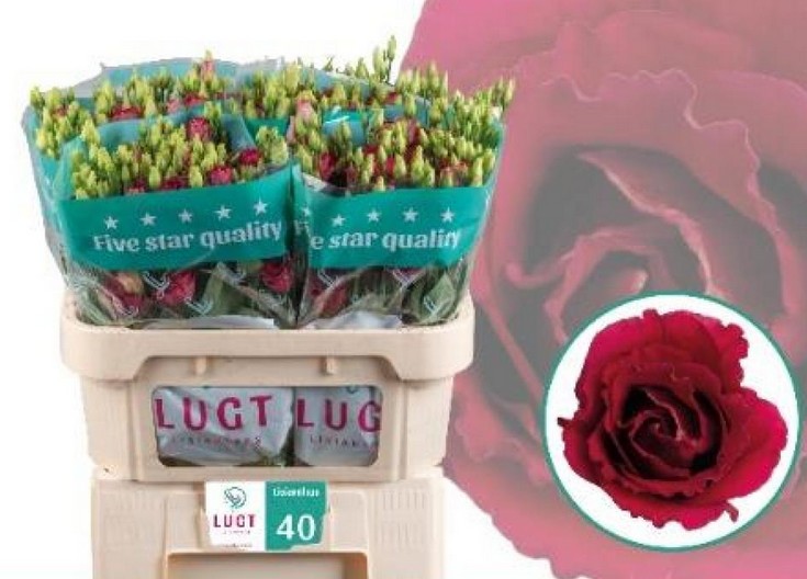 Lisiantus Hol. Arosa Red 70cm 55gr "T10"