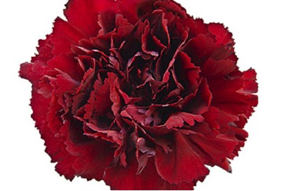 Clavel Col. Standar Burgundy Gr.