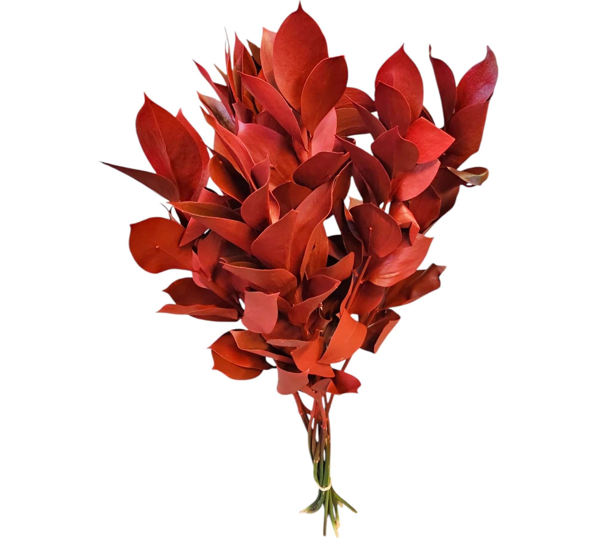Ruscus Pintado Rojo 60cm
