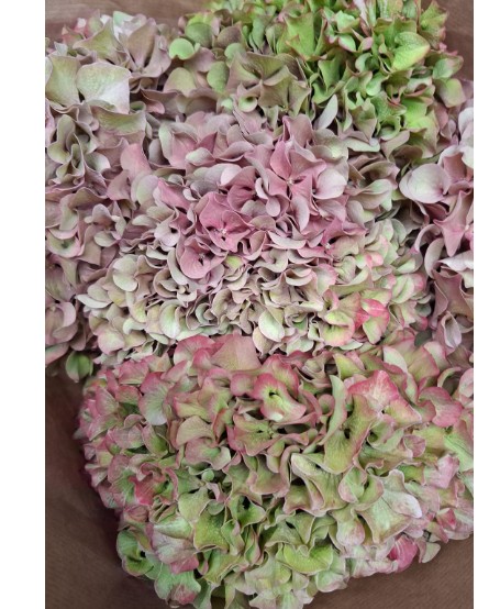 Hortensia Hol. Glow Alps Classic 60cm 18/20 Bic.