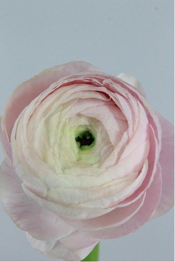 Ranunculos Hol. Elegance Pink 40cm 25gr Rs
