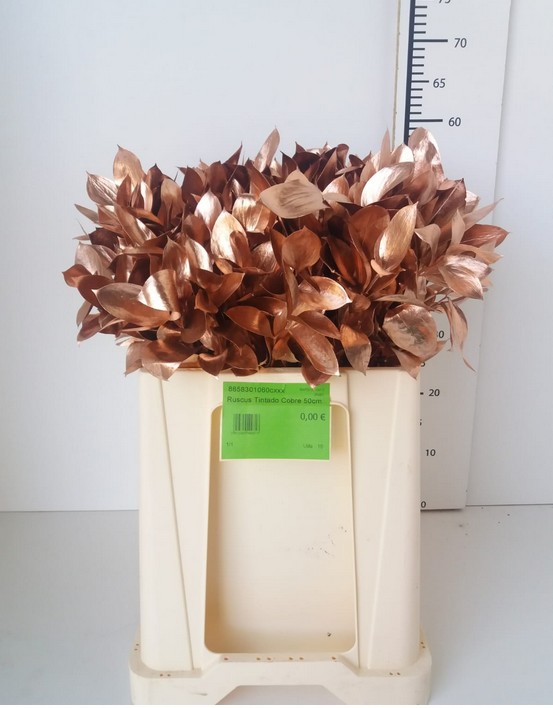Ruscus Pintado Cobre 60cm