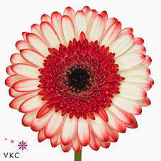 Gerbera Nac. Marmolada