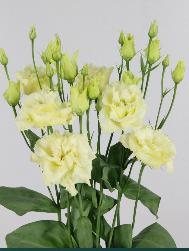 Lisiantus Hol. Alissa Yellow 70cm 55gr "T10"