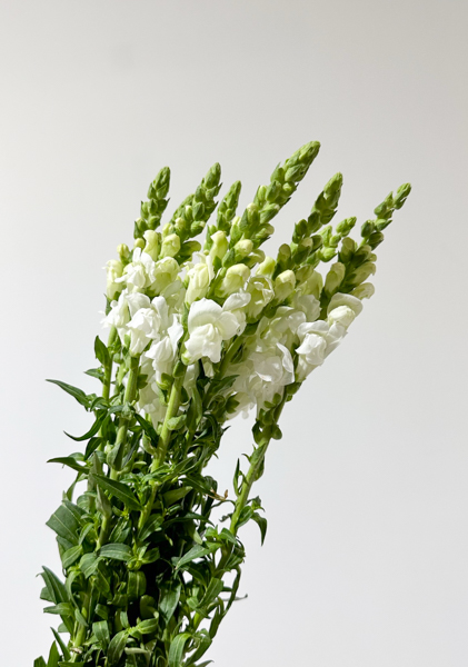 Antirrhinum Nac. Blanco 70cm