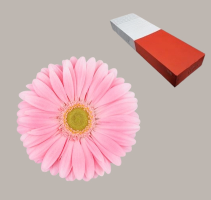Gerbera Hol. Plot Rs.