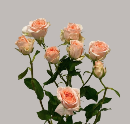 Ramificada Sweet Sara 40cm