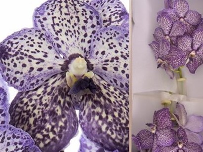 Vanda Di Lilac Starl x16