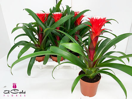 P. Guzmania Hope 12/40cm x6