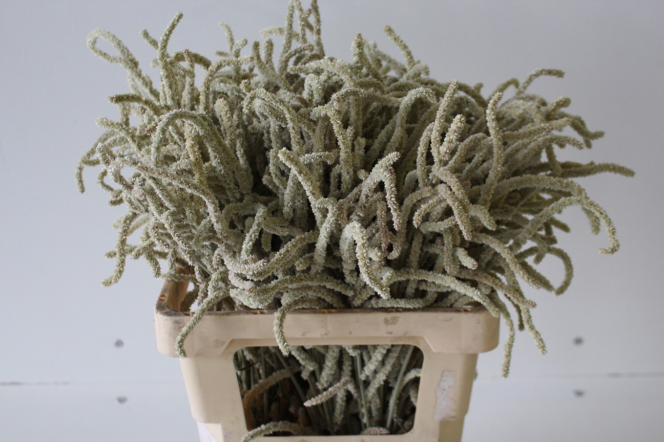 Amaranthus Hol. Yearming Desert 50cm "T25" Bl.