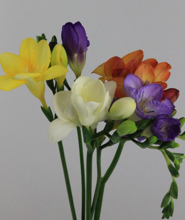 Fresia Hol. Mixta 50cm 15gr "T50"