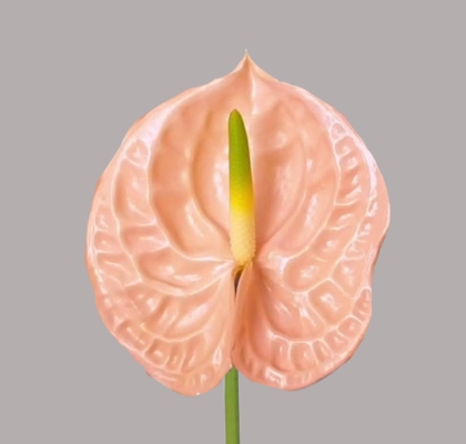 Anthurium Hol. Evita Pink 11  "CC16"