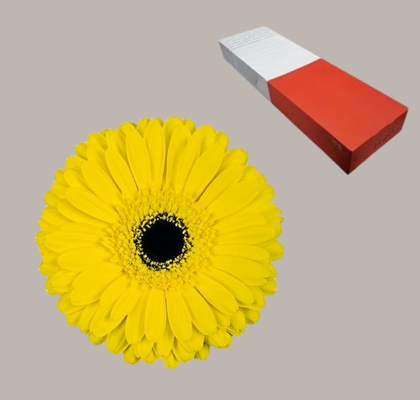 Gerbera Hol. Don Leo Am.