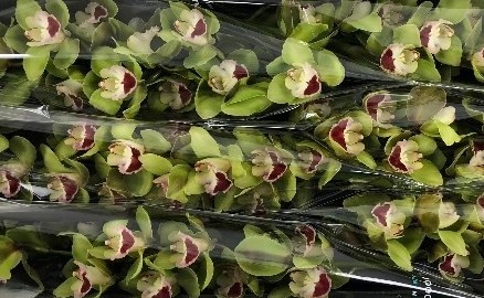 Cymbidium Top Spot Vd. 80cm