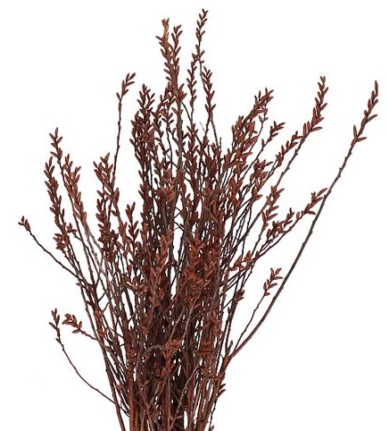Myrica Gale 65cm "T25"