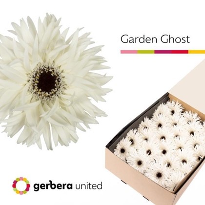 Gerbera Hol. Gerspider Garden Ghost Bl "T25"